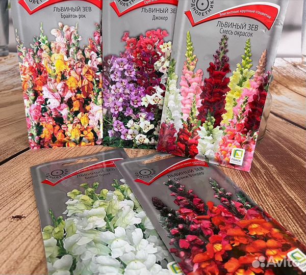 Астры, бархатцы