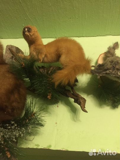 Чучело Колонка сибирского