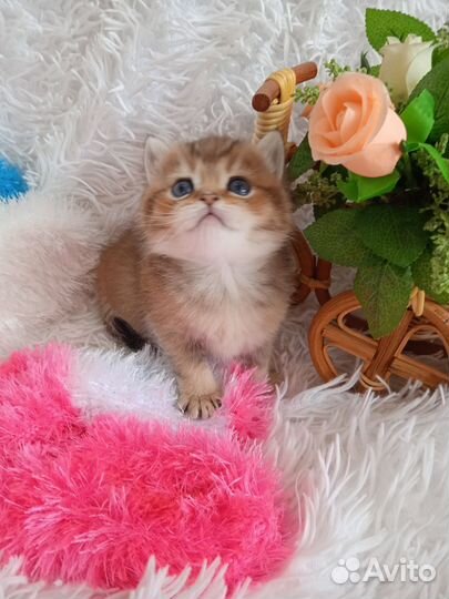 Золотое чудо