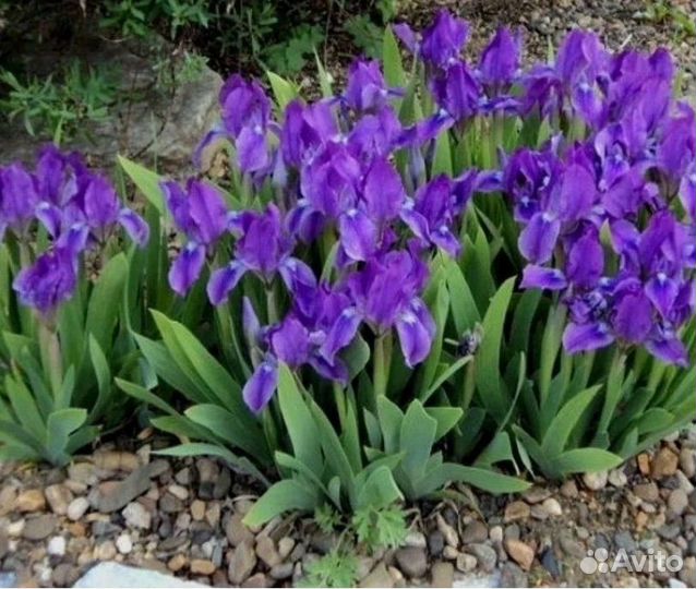 Продам Ирисы низкорослые