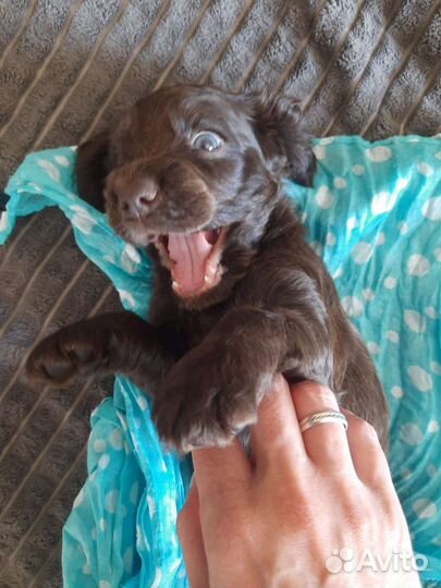 Английский кокер спаниель щенок мальчик