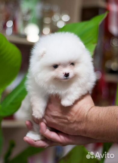 Померанский шпиц