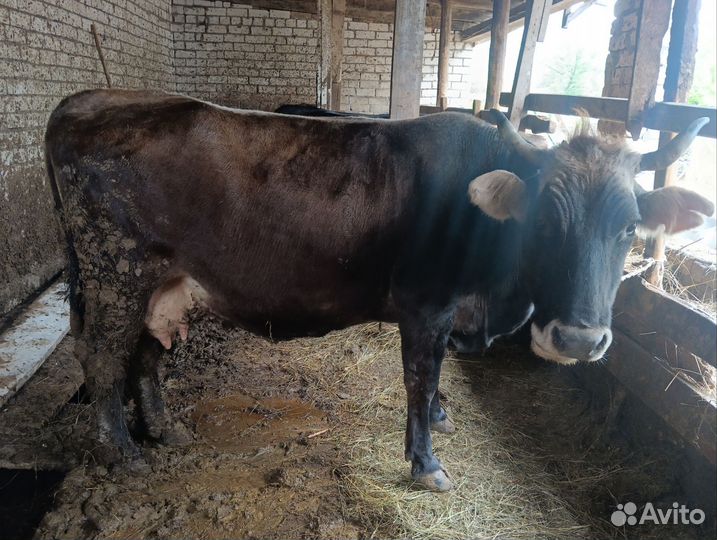 Коровы на мясо