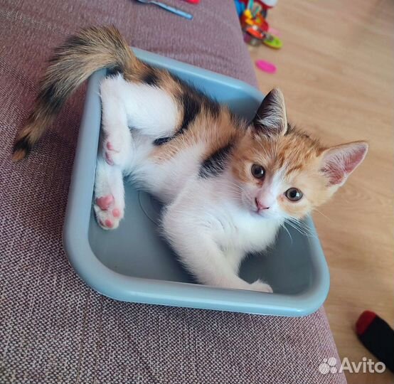 Котенок. Приучена к лотку. Привезем