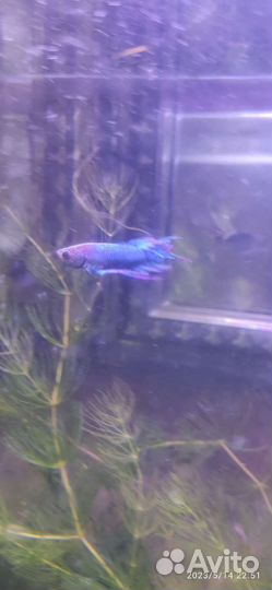 Петушки для аквариума