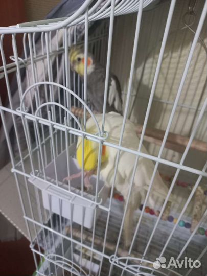 Попугай корелла