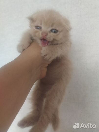 Шотландская