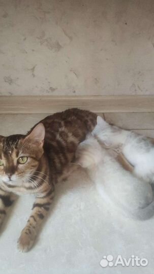 Котята красавчики