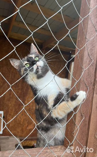 Кошка Василиса ищет семью
