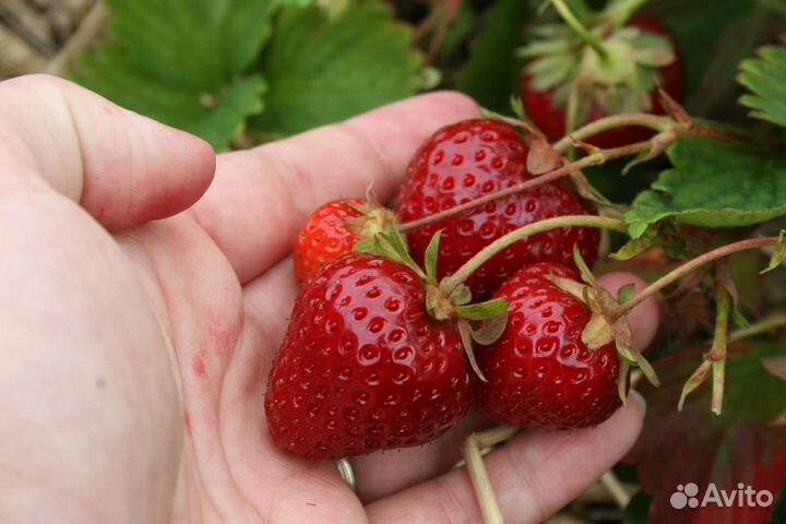 Клубника Земляника Мальвина