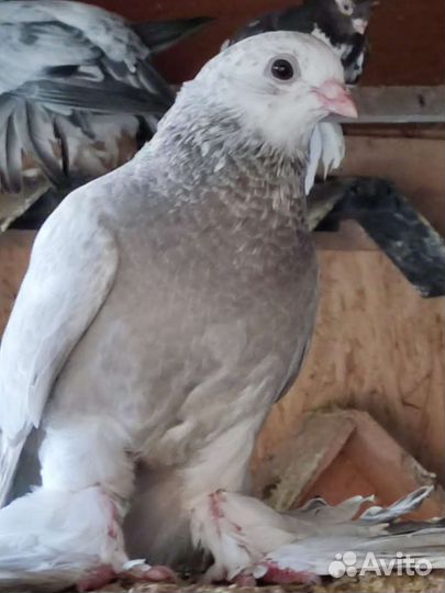 Голуби разных пород, много