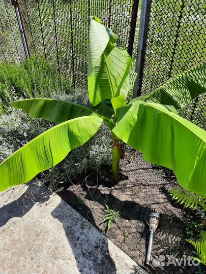 Банановая пальма отросток 40 -50 см