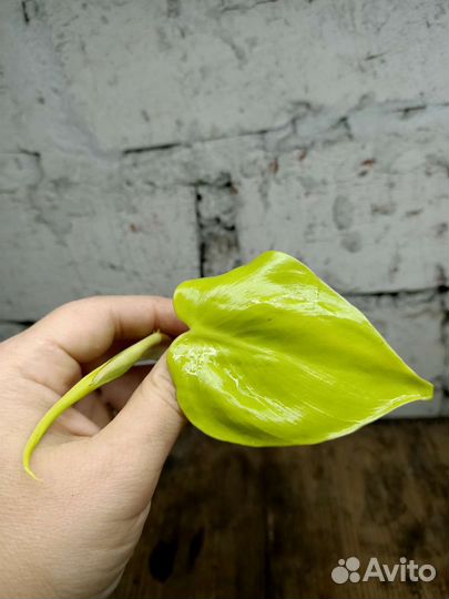 Филодендроны, сингониум