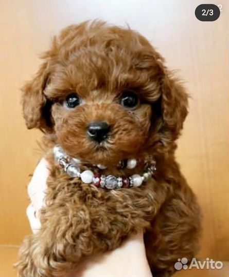 Мальтипу девочка