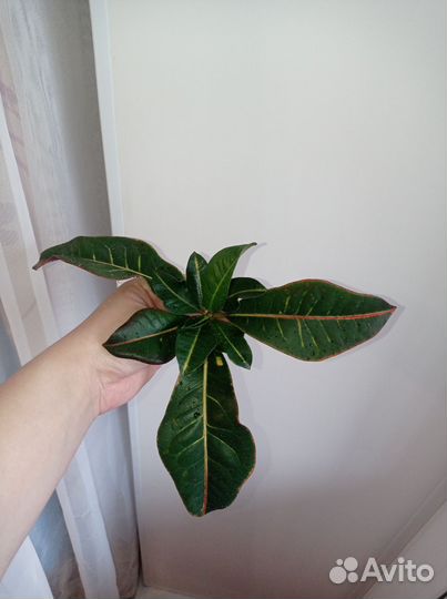 Кодиеум кротон