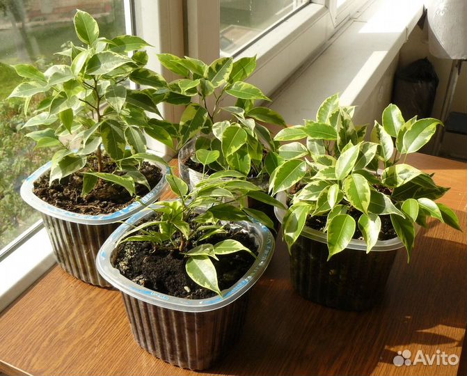 Роскошные фикусы Бенджамина Кинки выбор