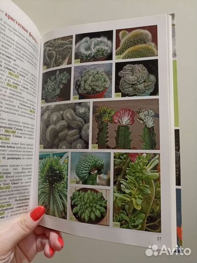 Атлас-опред. Кактусы и другие суккуленты. Семёнов
