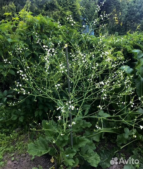 Цветы многолетники