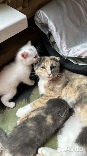 Котята в добрые руки
