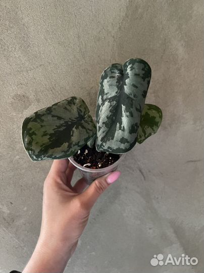 Сциндапсус