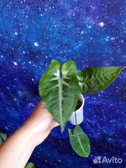 Сингониумы