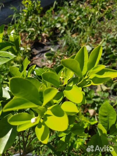 Цитрус. Каламондин. Цитрофортунелла