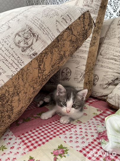 Котенок мальчик