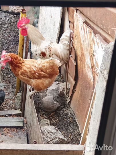 Продам петуха