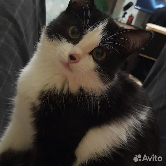 Кошка в дар