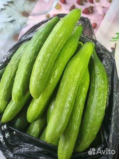 Кабачки/Редис/Огурцы