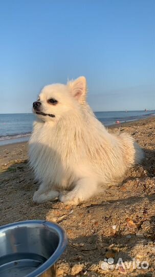 Немецкий шпиц Ищем девочку