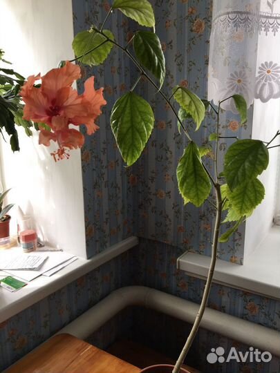 Китайская роза