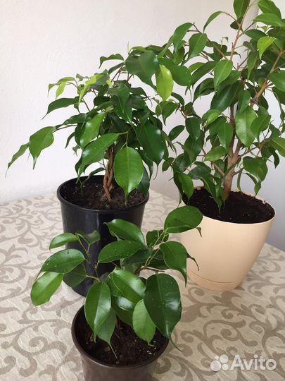 Фикус бенджамина