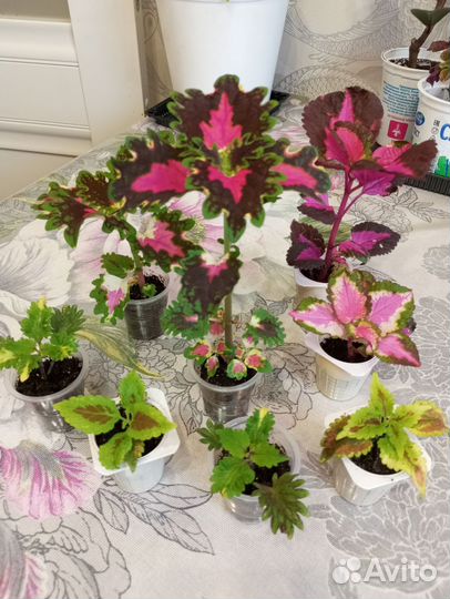 Колеусы 4 вида