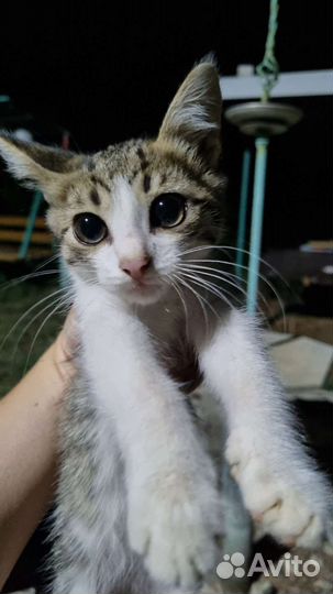 Котики в добрые руки