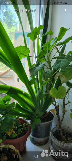 Неомарика.павлиний хвост