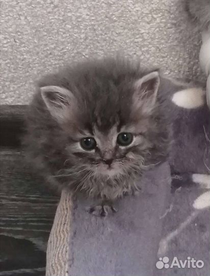 Котенок очень красивый