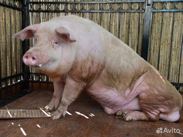 Боров на плямя