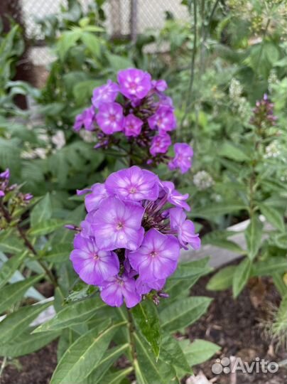 Флокс Успех