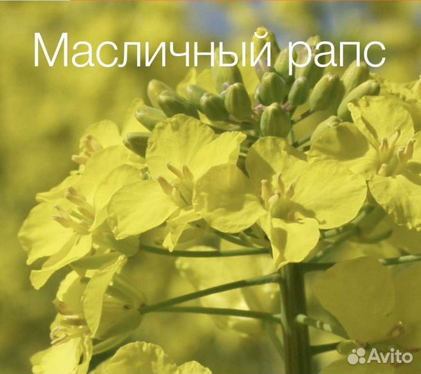 Семена озимого рапса, гибрид Гордон