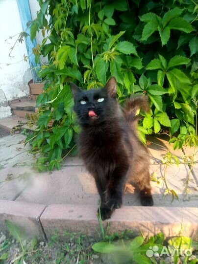 Найдена кошка