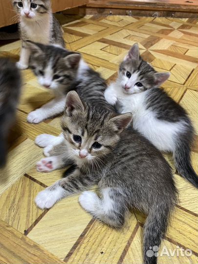 Котятки в добрые руки