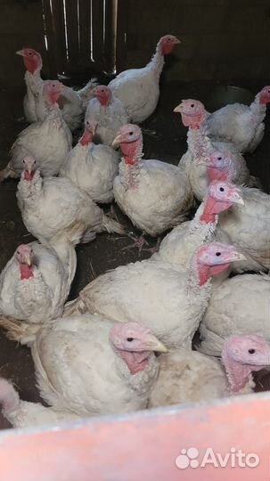 Индейка 1 месяц