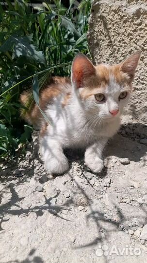 Котенок, мальчик 3 месяца