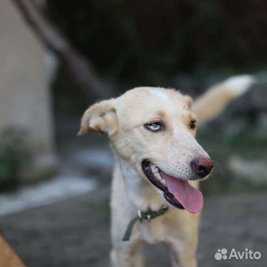 Собака в добрые руки девочка(метис хаски)