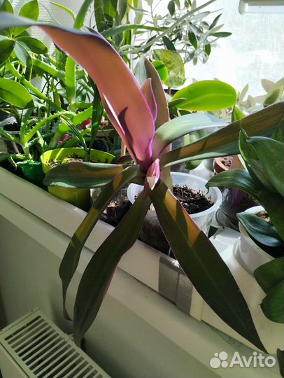 Шефлера. Рео