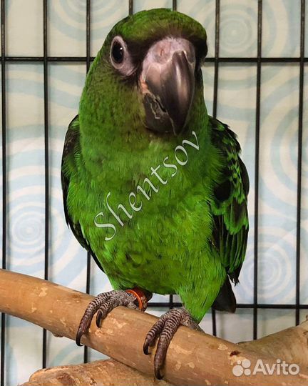 Птенец конголезского попугая