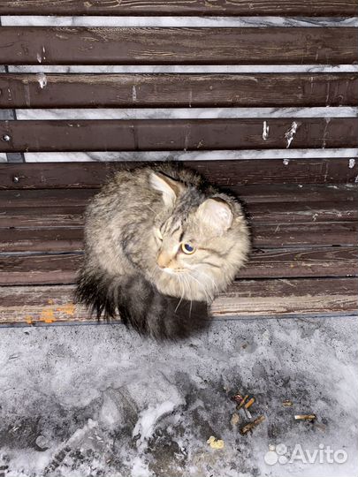 Найден кот