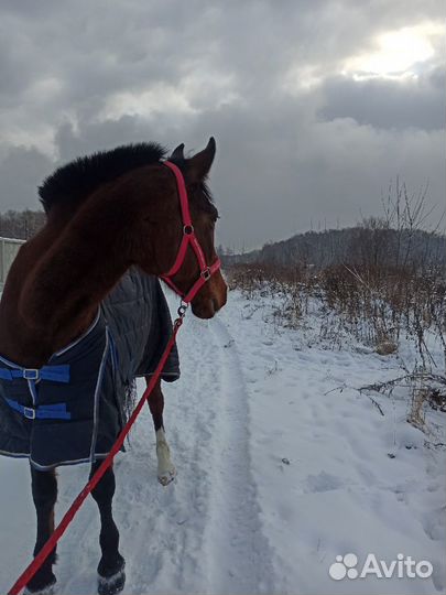 Кобыла в поларенды/аренду