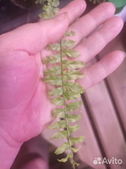 Нефролепис вариегатный Тайгер